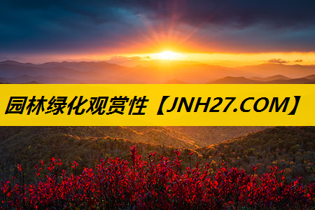 园林绿化观赏性